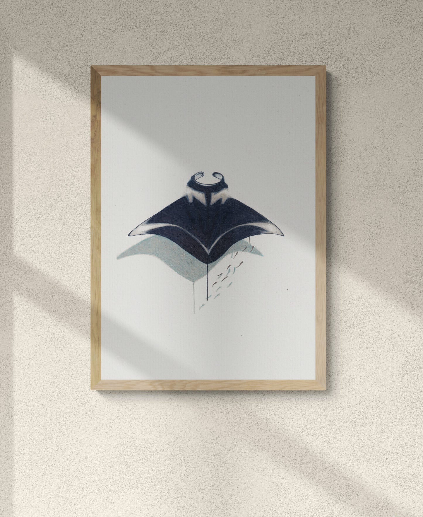 Manta Ray