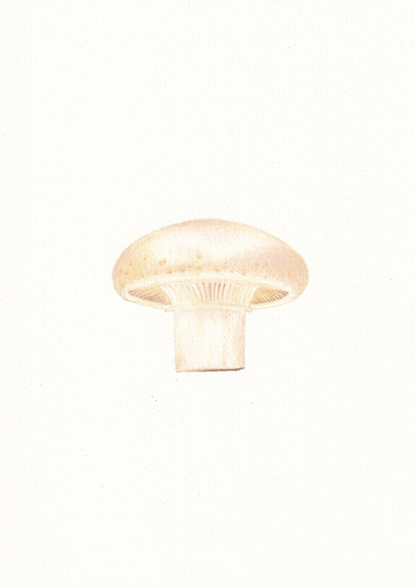 Mushroom Print