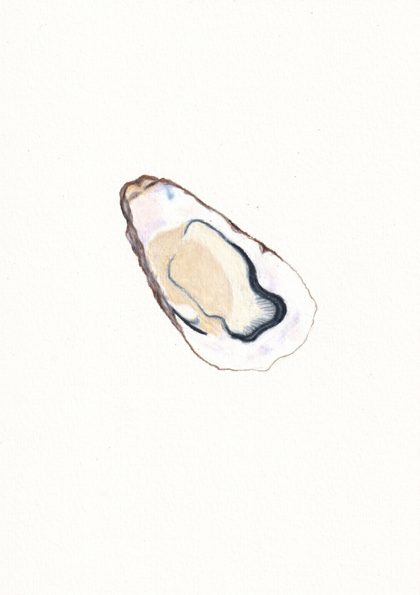 Oyster Print
