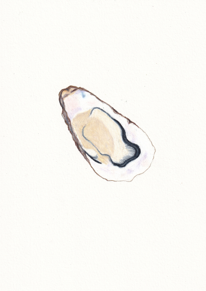 Oyster Print