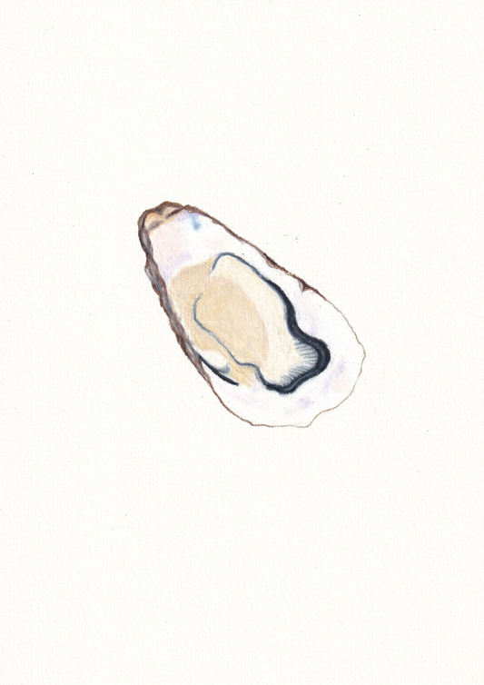 Oyster Print