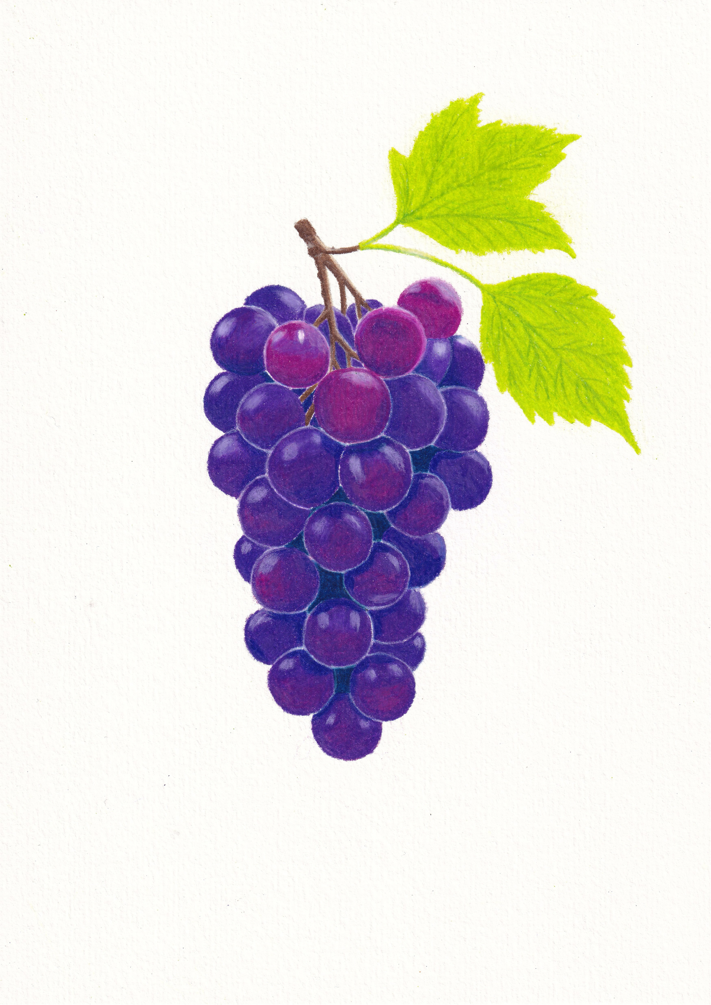 Grapes Print