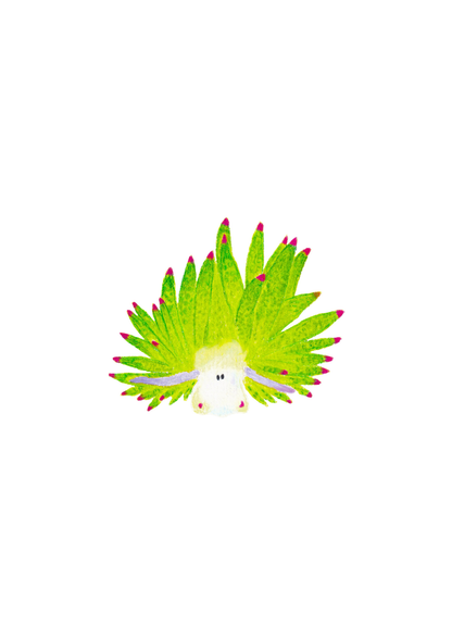 Sea Sheep Nudibranch