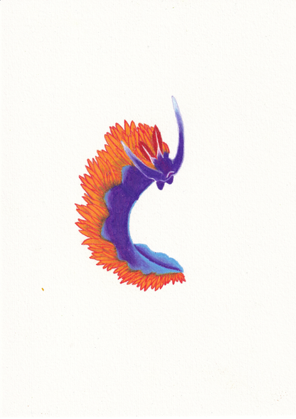 Spanish Shawl Nudibranch Print