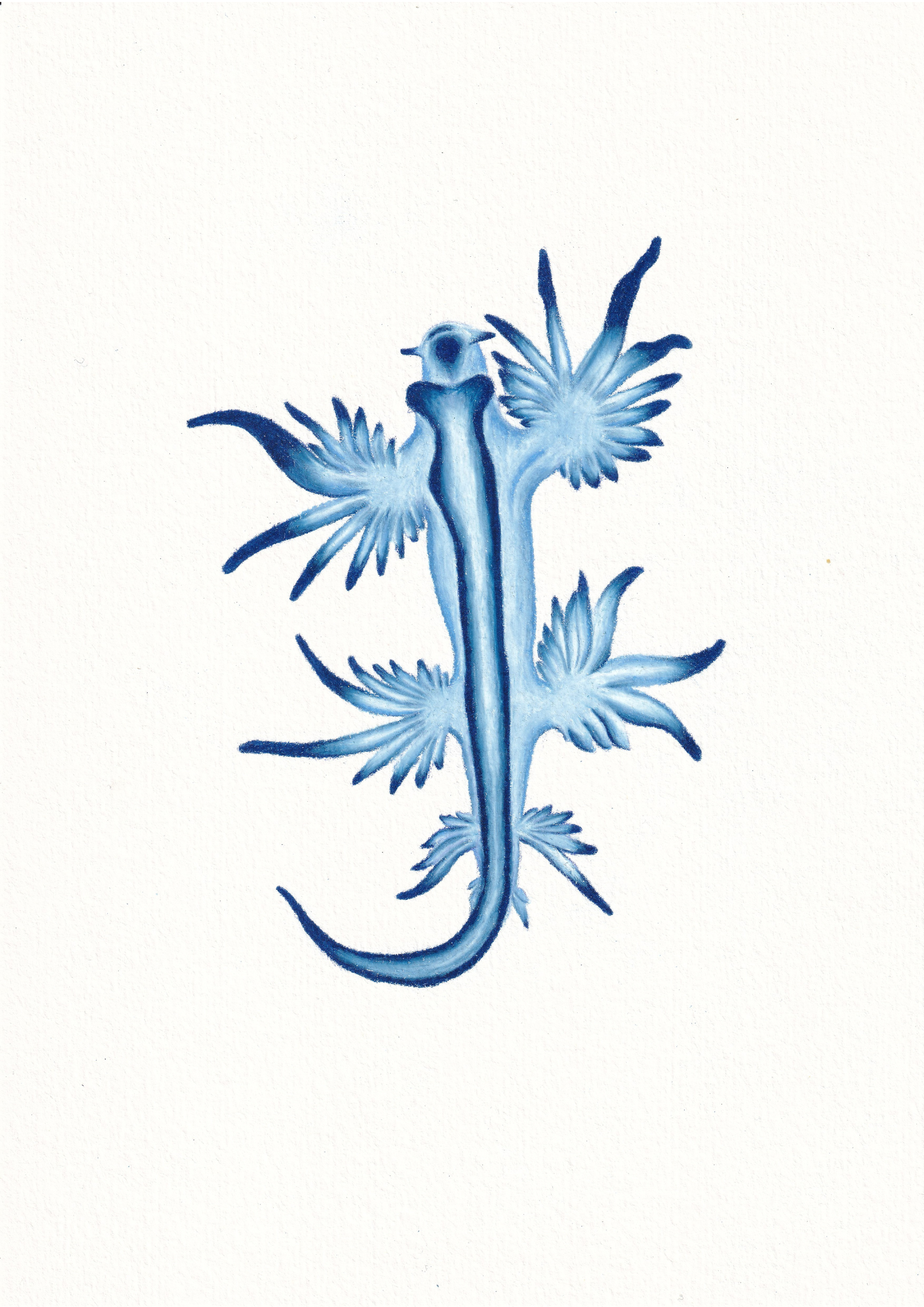 Colourful illustration of blue and white striped nudibranch known as the blue angel nudibranch. Sea lover, ocean, critter, cute