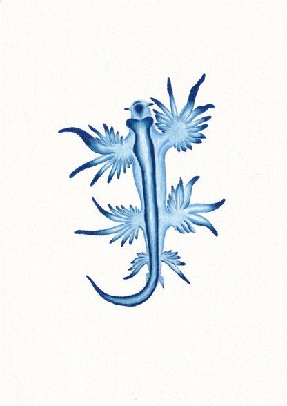 Colourful illustration of blue and white striped nudibranch known as the blue angel nudibranch. Sea lover, ocean, critter, cute