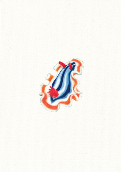 Colourful artwork illustration of the striped pyjama nudibranch. An adorable sea creature with beautiful wings that glides through the ocean