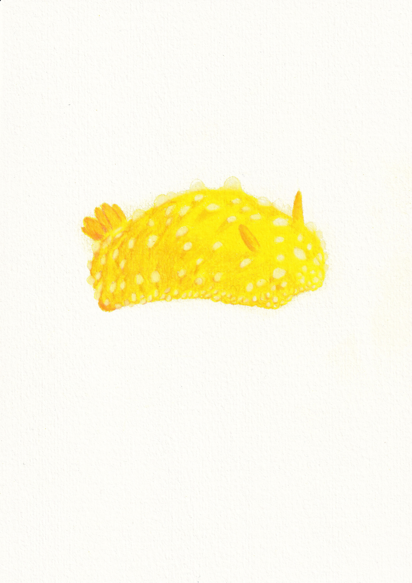 A bright yellow lumpy slug type creature on a white background 