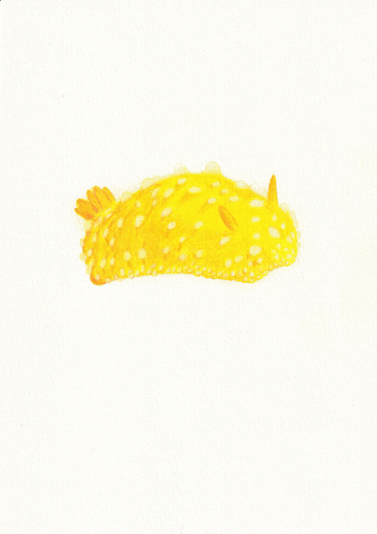A bright yellow lumpy slug type creature on a white background 