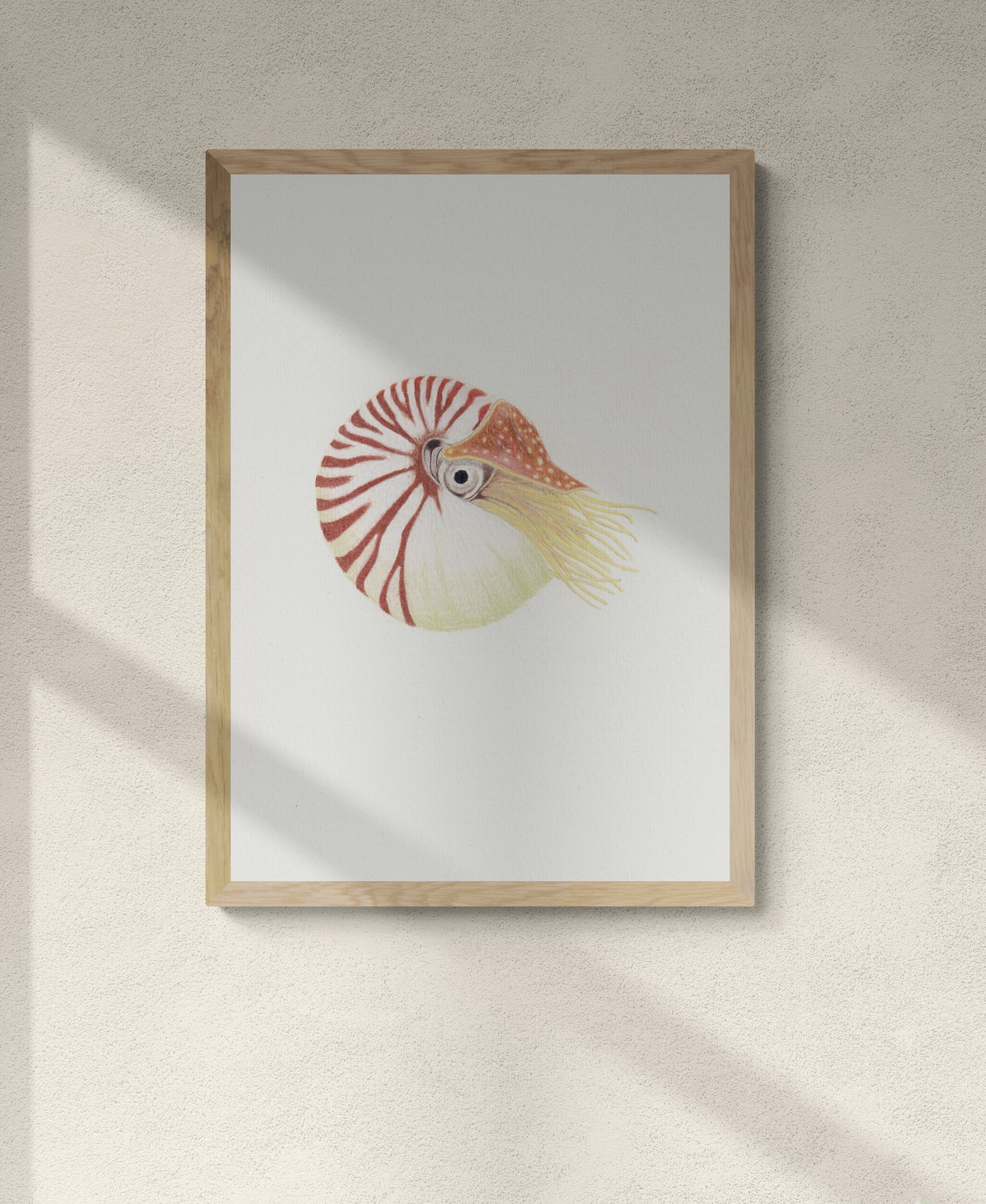Nautilus