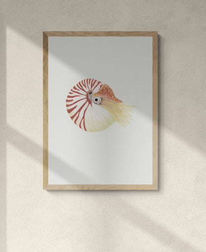 Nautilus