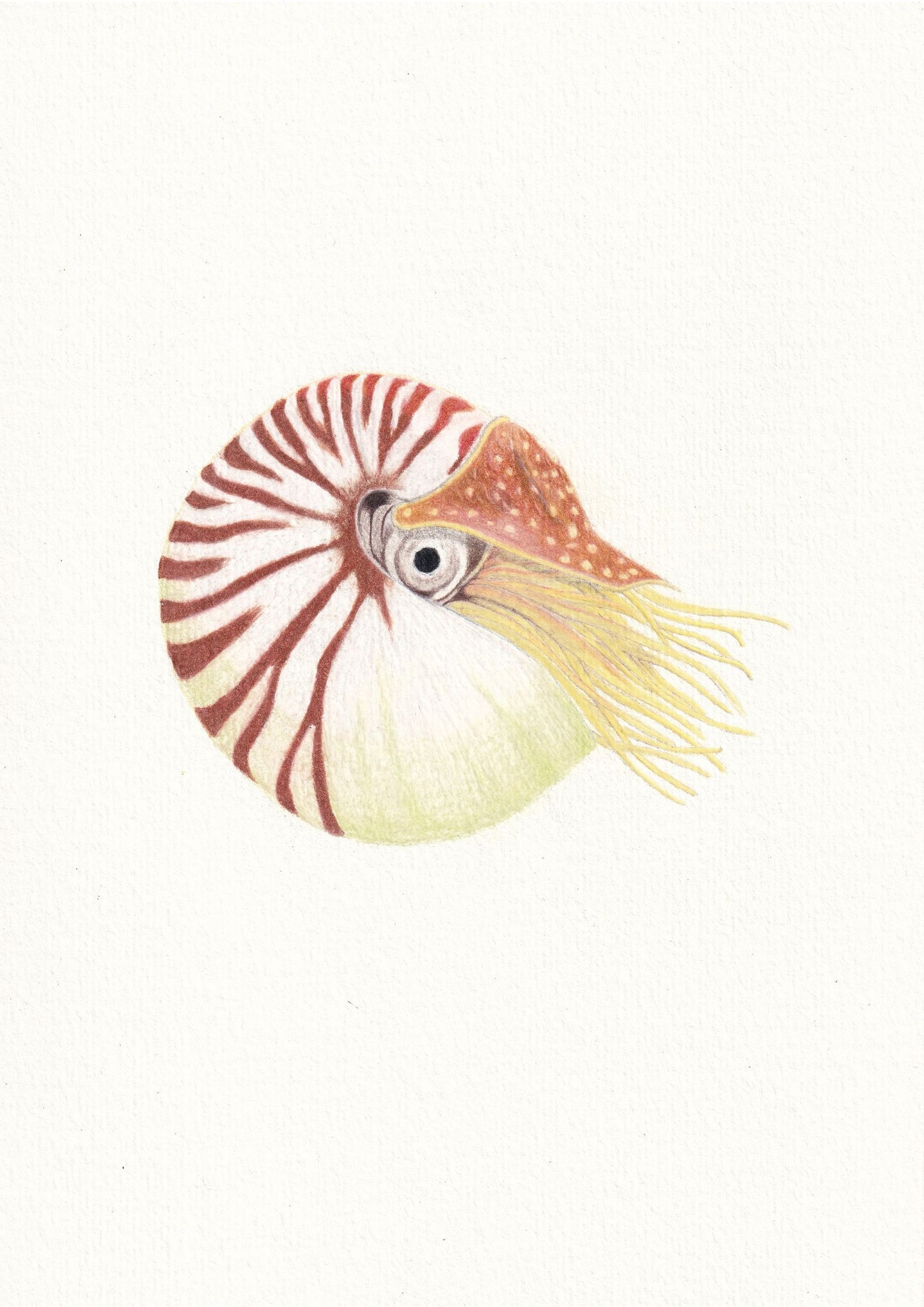 Nautilus