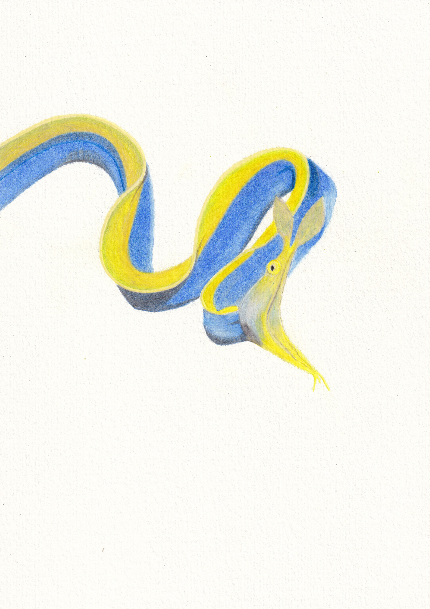 Blue Ribbon Eel Print