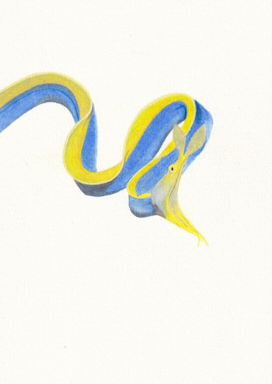 Blue Ribbon Eel Print