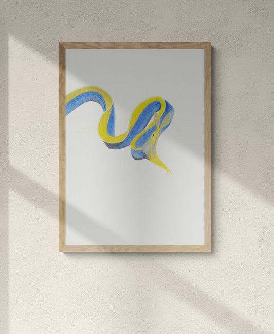 Blue Ribbon Eel Print