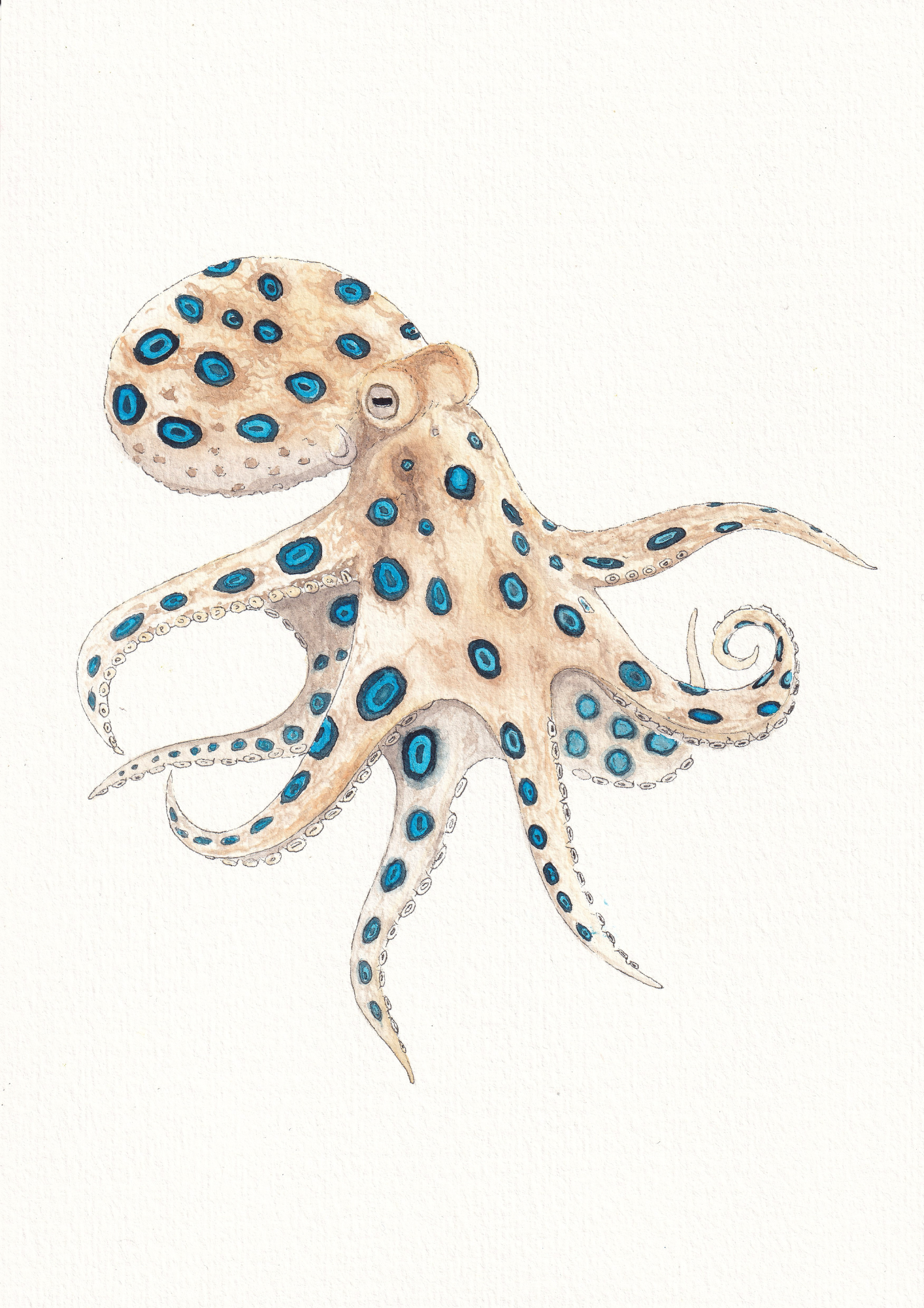 Blue-ringed Octopus Print