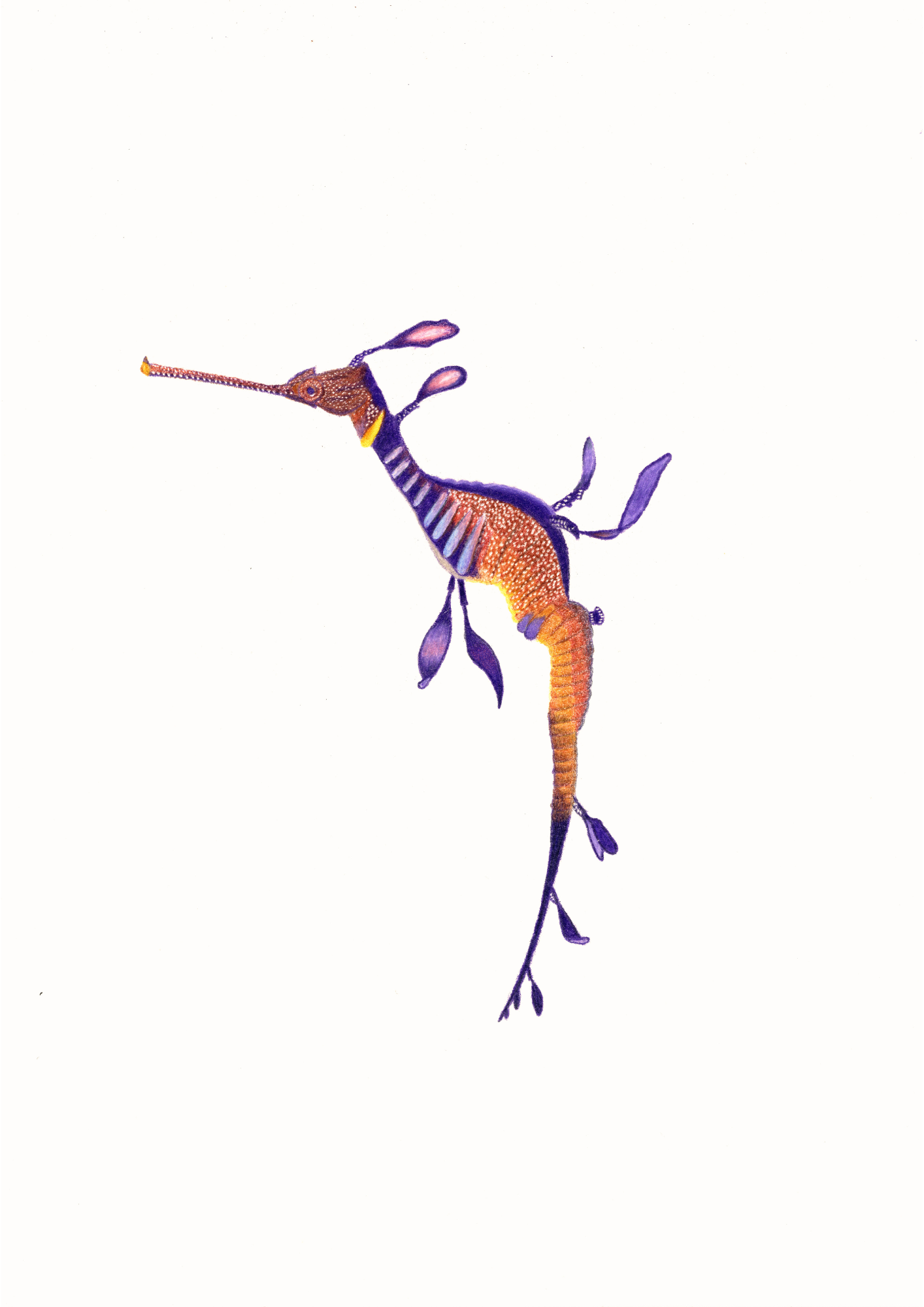 Weedy Sea Dragon Print