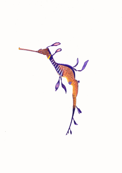 Weedy Sea Dragon Print