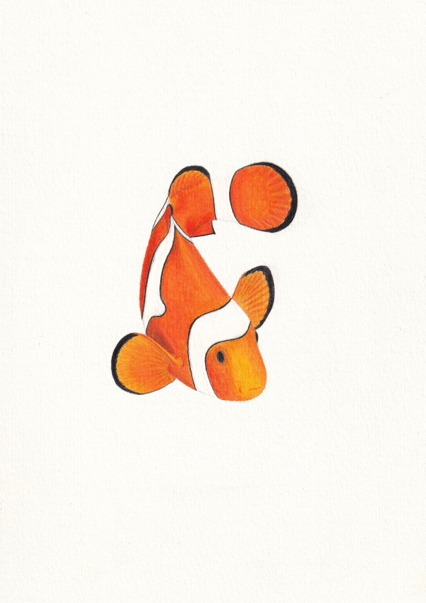 Clown Fish