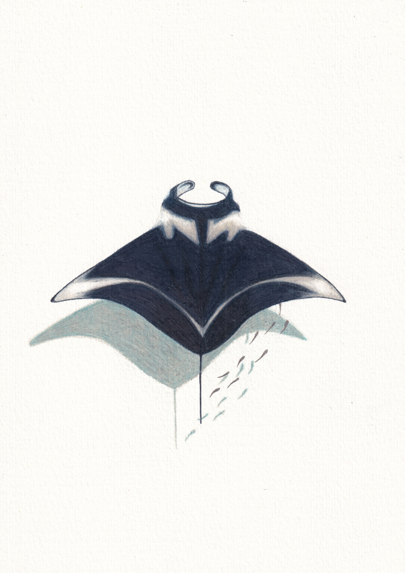 Manta Ray