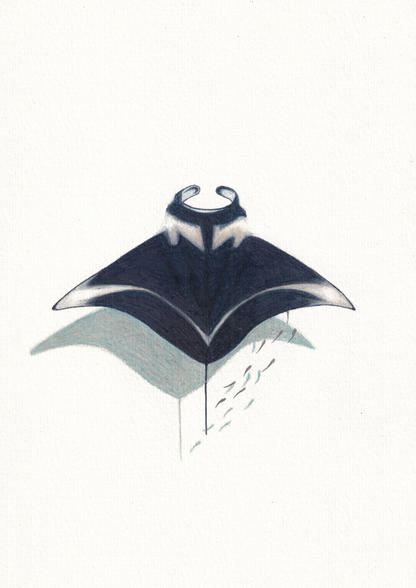 Manta Ray