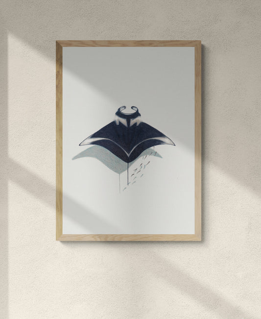 Manta Ray Print