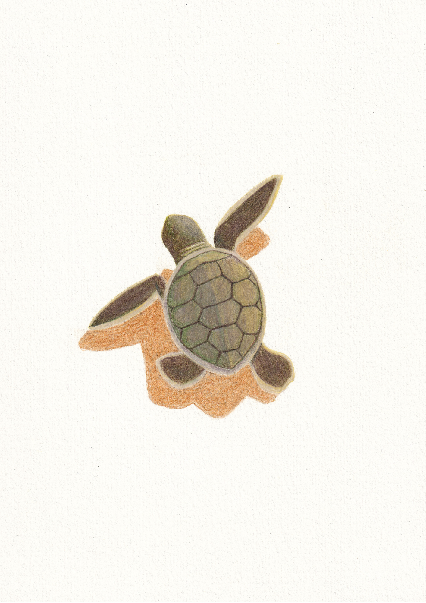 Baby Sea Turtle Print