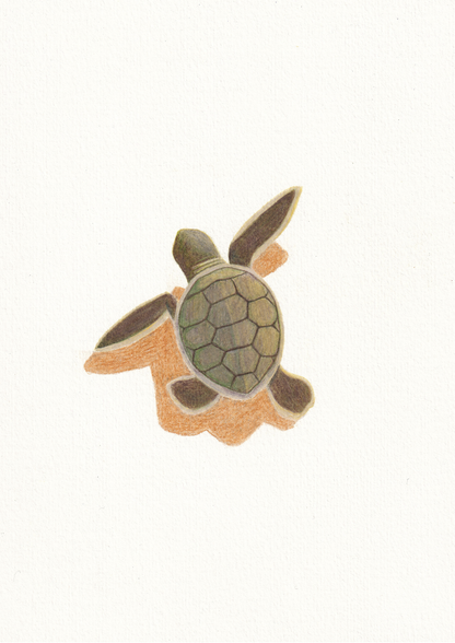 Baby Sea Turtle Print