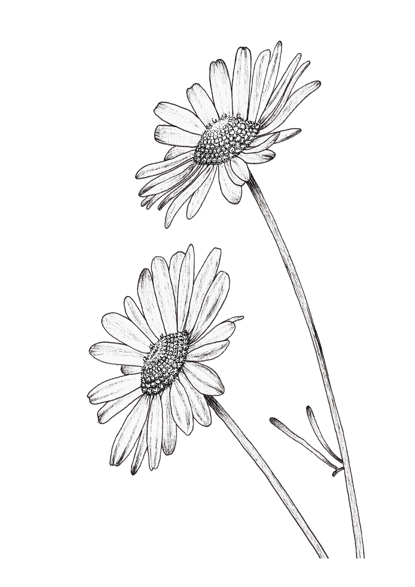 Daisies Print