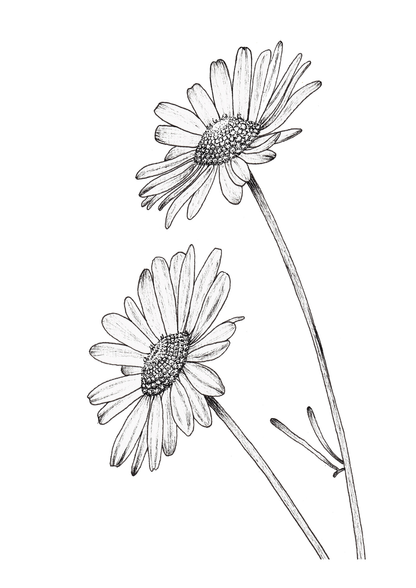 Daisies Print