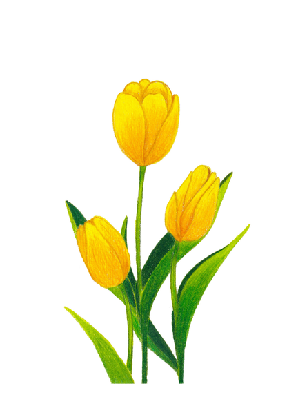 Tulip Print